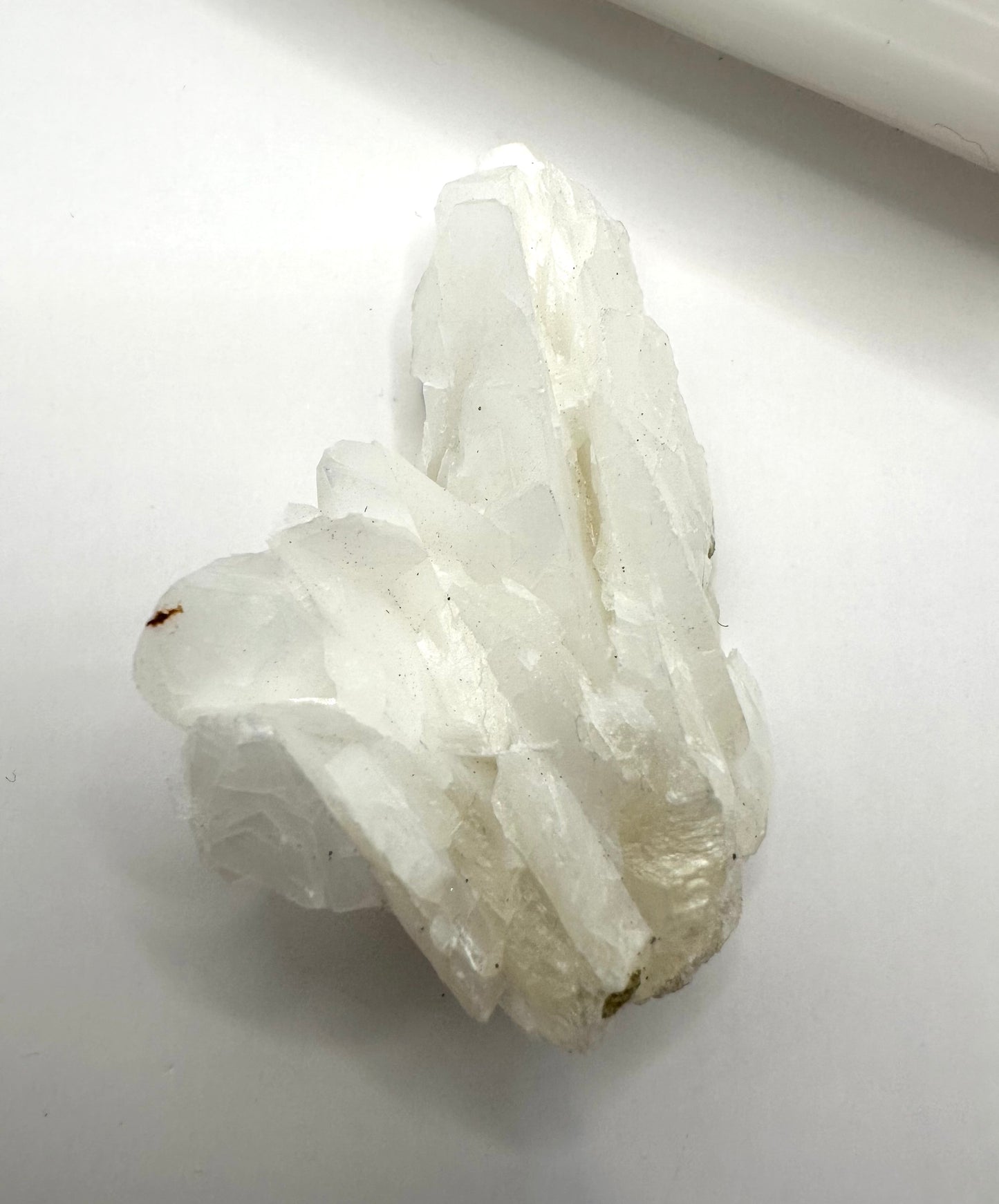 フラワーカルサイト